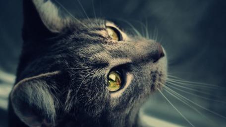 Captivating Cat Eyes Wallpaper wallpaper