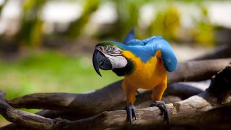 Vibrant Macaw in Nature's Embrace wallpaper