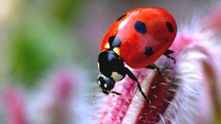 Charming Ladybug on a Vibrant Petal wallpaper