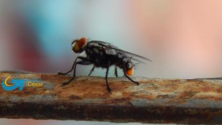 Intricate Details of a Housefly on Rusted Metal wallpaper