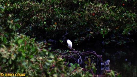 Serene Bird Among Lush Greenery wallpaper
