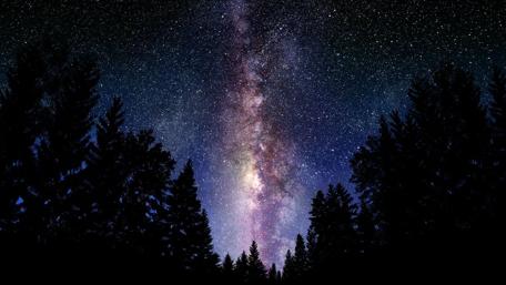 Starlit Forest Under the Milky Way wallpaper