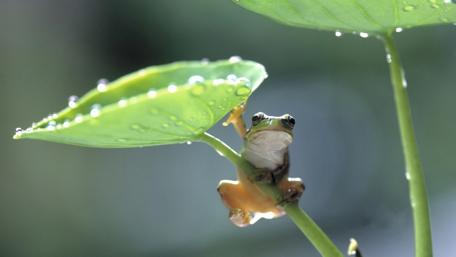 Frog Amidst Dew-Kissed Leaves wallpaper