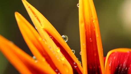 Vibrant Flower Petals with Glimmering Waterdrops wallpaper