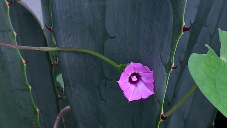 Vibrant Pink Flower Among Green Leaves wallpaper