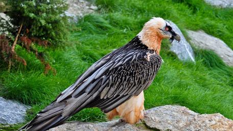 Majestic Eagle in Natural Habitat wallpaper