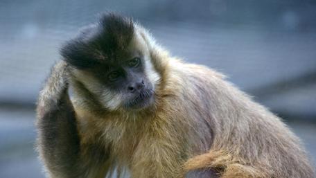 Curious Capuchin Monkey in Contemplation wallpaper