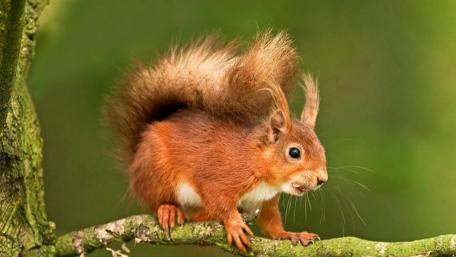 Squirrel on a Branch in Lush Greenery wallpaper