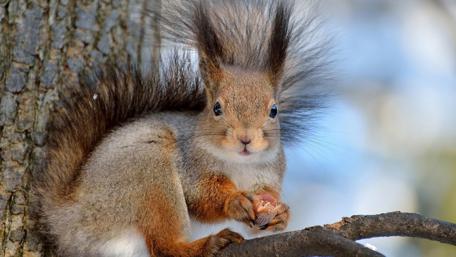 Adorable Squirrel with Fluffy Fur Standing on a Branch wallpaper