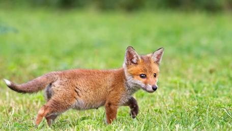 Baby fox wallpaper