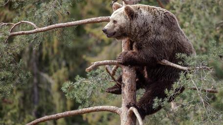 Majestic Bear in Nature's Embrace wallpaper
