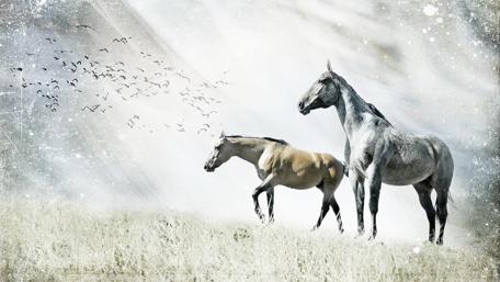 Majestic Horses in Serene Field wallpaper