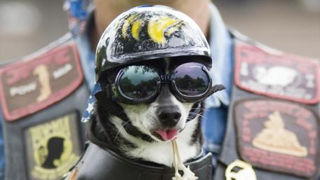Cool Canine Biker Ready to Ride wallpaper