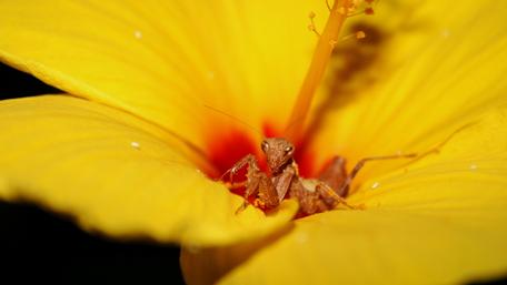 Vibrant Mantis Among Beautiful Yellow Petals wallpaper