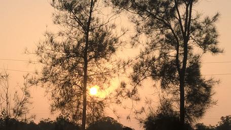 Golden Sunset Through Nature's Trees wallpaper