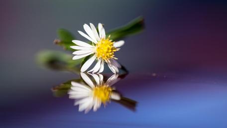 Delicate Flower Reflection on Water Surface wallpaper