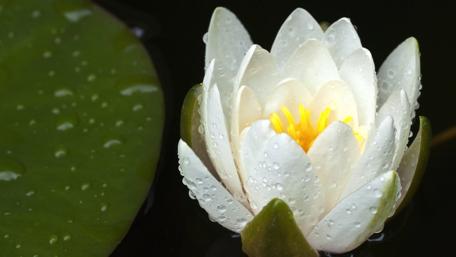 Serene Water Lily in Blooming Elegance wallpaper