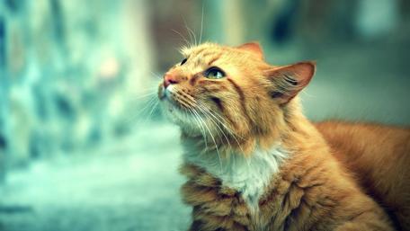 Majestic Ginger Cat Gazing Upwards wallpaper
