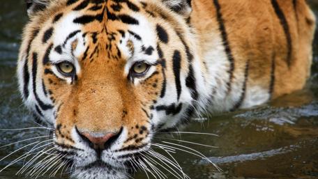 Majestic Tiger in Serene Waters wallpaper