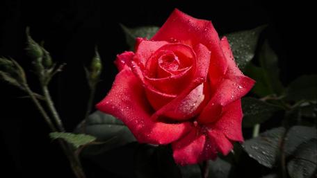 Blooming Elegance of a Red Rose wallpaper