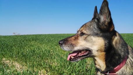 Majestic Wolfdog in a Serene Meadow wallpaper