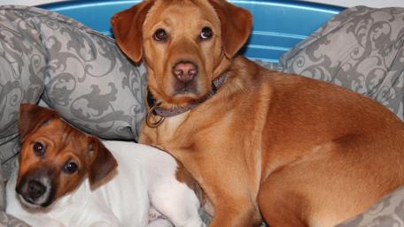 Cozy Dogs Enjoying Comfort Together wallpaper
