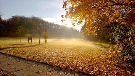 Golden Autumn Morning in the Park wallpaper