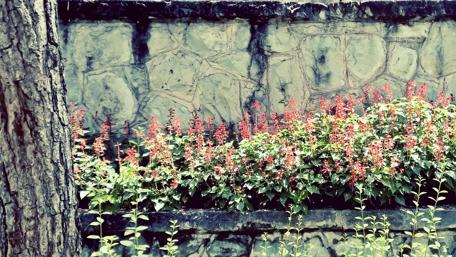 Vibrant Red Flowers Adorning a Stone Wall wallpaper