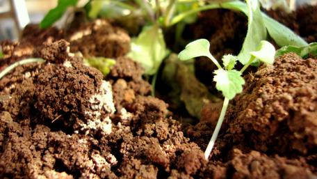 Green Shoots Rising from Rich Soil wallpaper