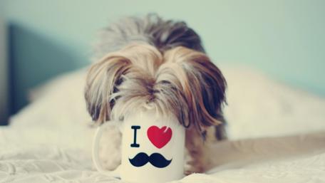 Peekaboo Pooch in a Mug wallpaper