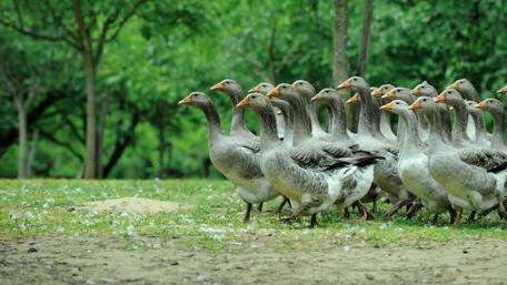 March of the Ducks in Green Harmony wallpaper