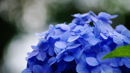 Delicate Blue Hydrangeas Blossoming Together wallpaper