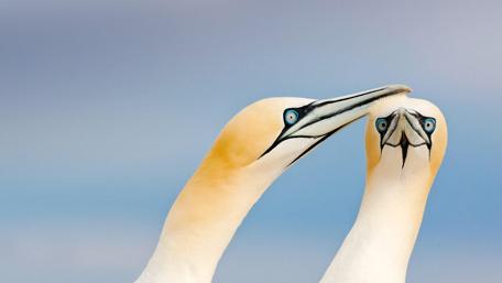 Elegant Sea Birds in Their Natural Habitat wallpaper