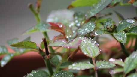 Refreshing Waterdrops on Vibrant Leaves wallpaper