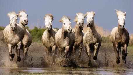 Wild Horses in Motion wallpaper