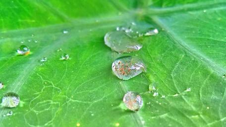 Glistening Drops on Leaf Surface wallpaper