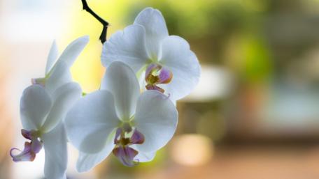 Elegant White Orchids in Bloom wallpaper