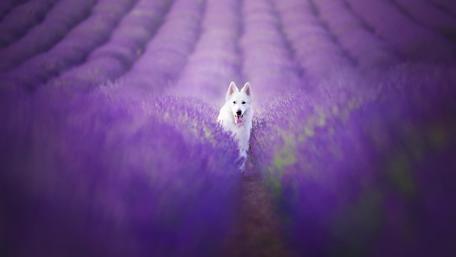 Majestic Dog in Lavender Field wallpaper
