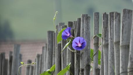 Vibrant Morning Glories Against a Rustic Fence wallpaper