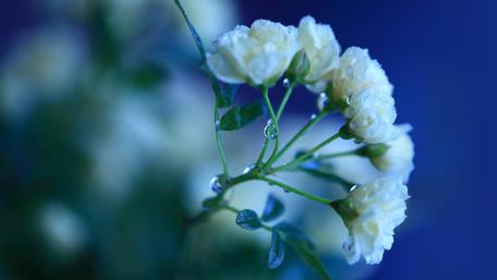 Delicate White Flowers with Dew Drops wallpaper