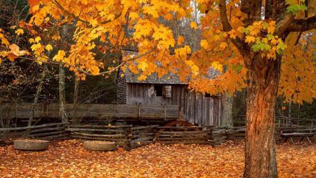 Golden Autumn Retreat wallpaper