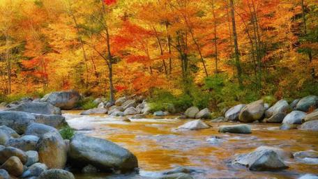 Autumn Serenity by the River wallpaper