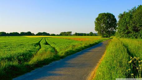 Serene Pathway Through Lush Green Fields wallpaper