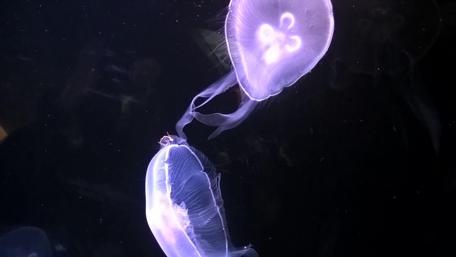 Glowing Jellyfish in Ocean Depths wallpaper
