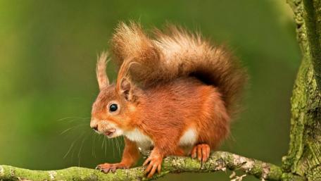 Curious Squirrel on a Branch wallpaper