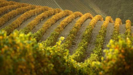 Golden Vines Embracing the Land wallpaper