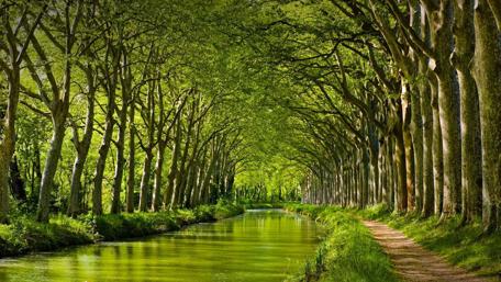 Tranquil River Pathway in a Tree Alley wallpaper