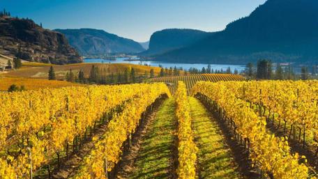 Golden Vineyard Under Sunlight wallpaper