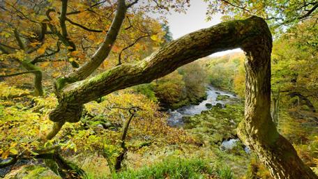 Serene River Through Autumn Trees in Yorkshire wallpaper