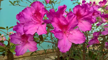 Vibrant Pink Blossoms in Full Bloom wallpaper